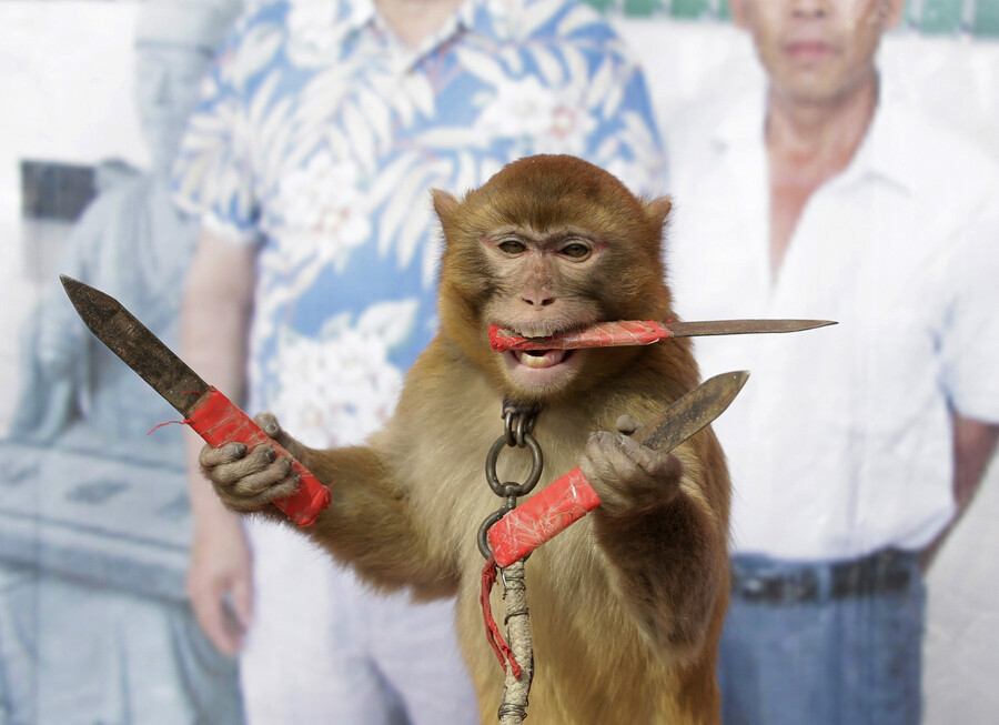 河南新野县耍猴人忙碌驯猴迎猴年_高清图集_新浪网