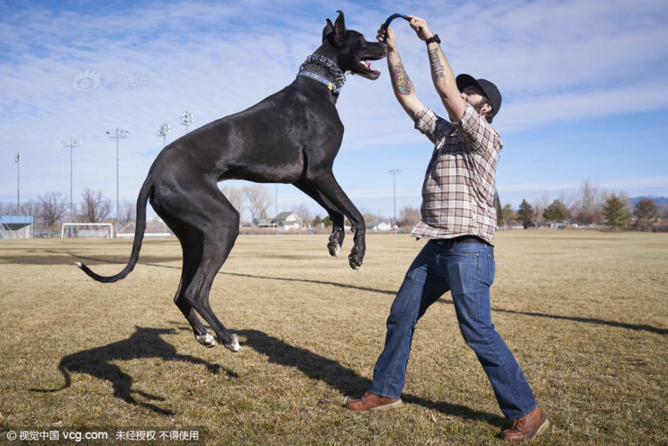 1米高大丹犬走红