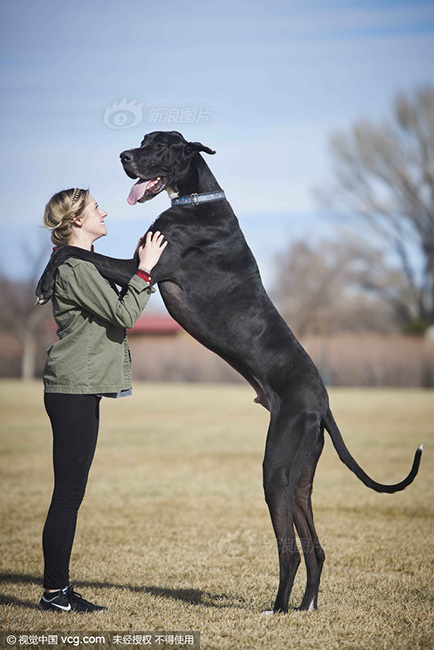 美国2.1米高大丹犬走红 身形巨大吓坏路人