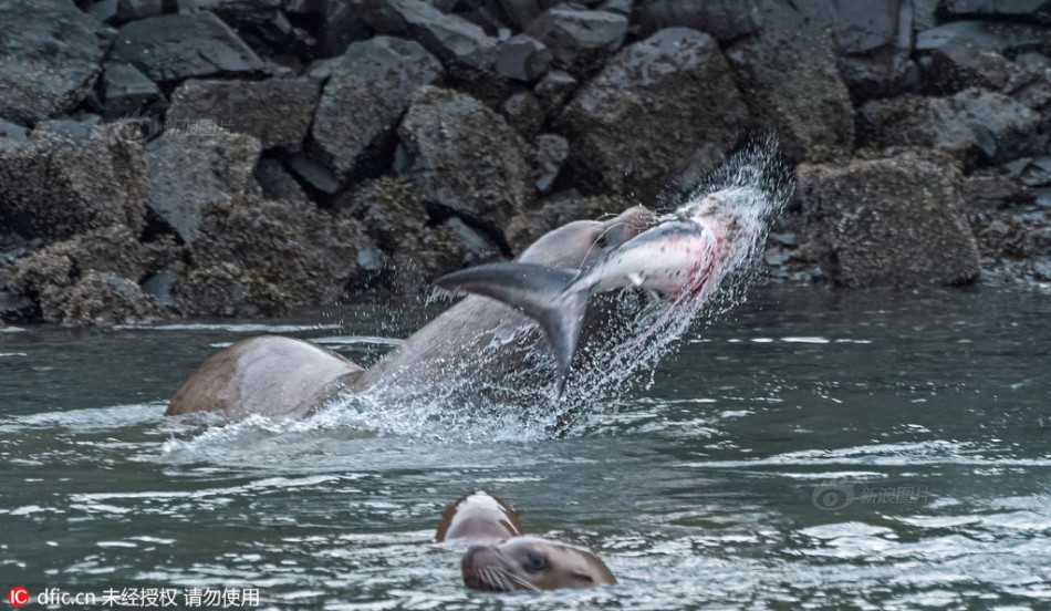 海狮捕食鲨鱼瞬间