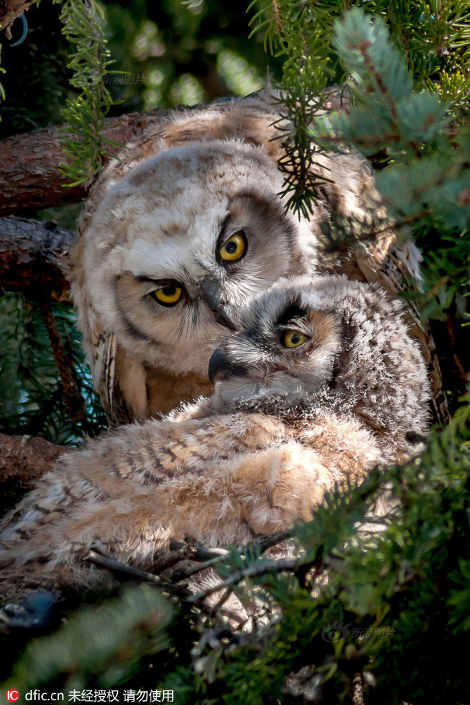 猫头鹰妈妈给宝宝送晚安吻 画面好有爱