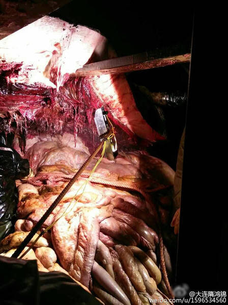 慎入!走进鲸鱼的体内