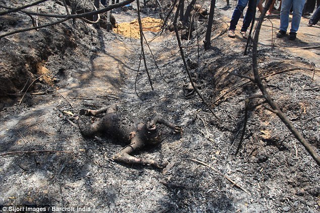 扬子晚报: 印尼发生森林大火 三只猩猩被"烤僵"