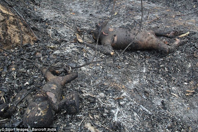 印尼发生森林大火 三只猩猩被"烤僵"