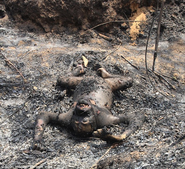 印尼发生森林大火 三只猩猩被"烤僵"