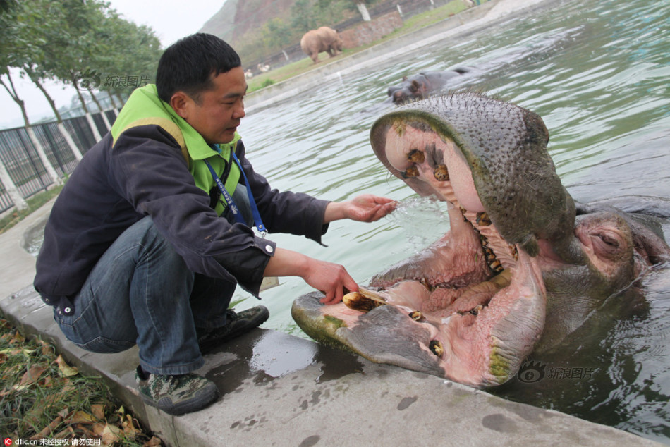 河马"牙痛"心情糟求看病 饲养员帮刷牙漱口