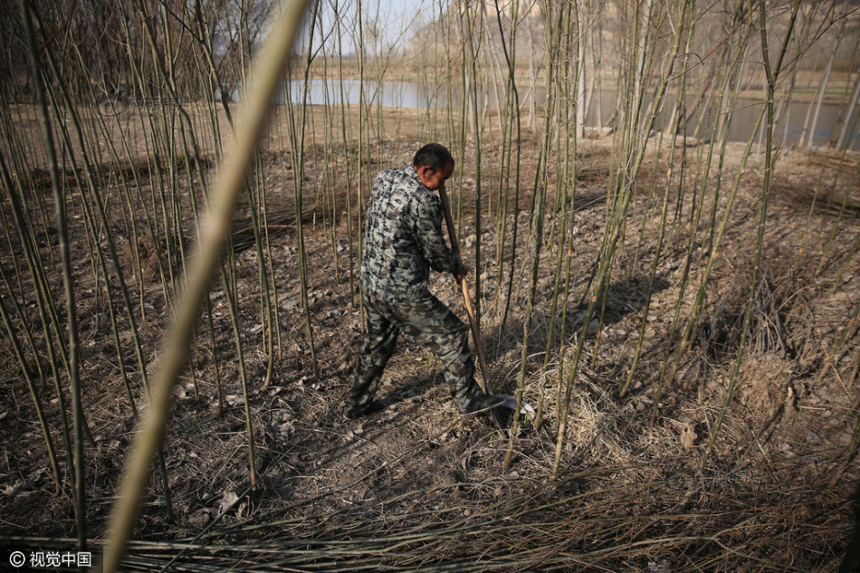 2016年3月11日,同村村民贾现庭正在将自家地里的树苗拔了晾干烧柴用.