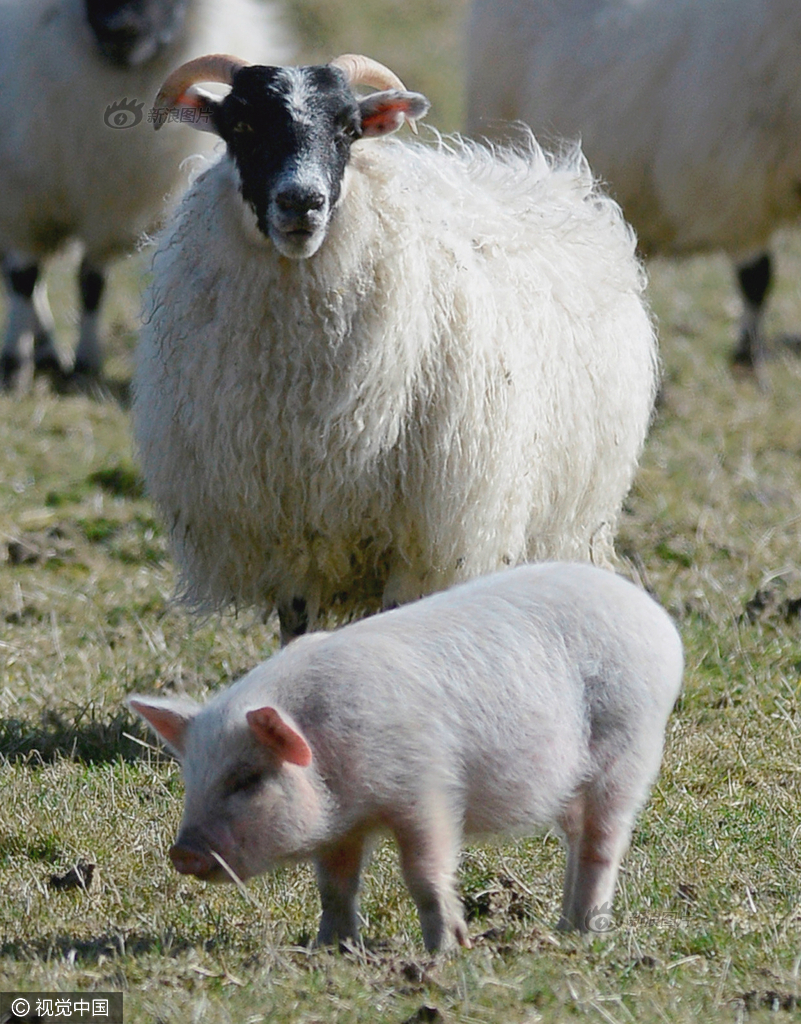 英国小猪误将自己当羊 与绵羊为伍拒"回家"