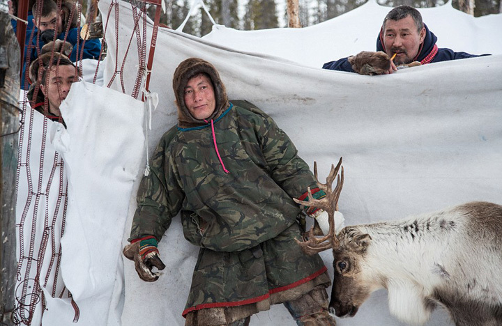 摄影师揭秘古老游牧族生活:生吃驯鹿肉