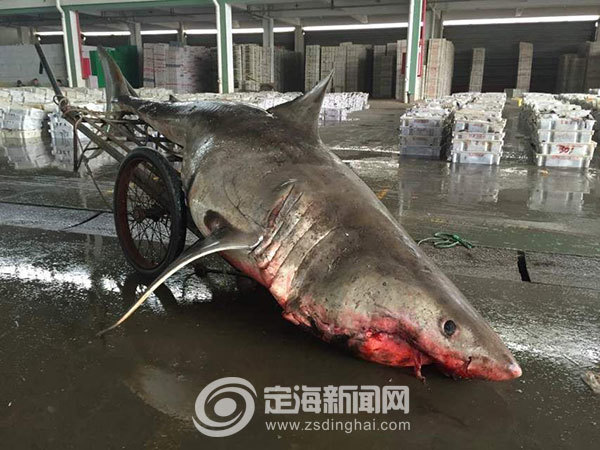 据渔民介绍,这条鲨鱼长度超过4米,重500余公斤.