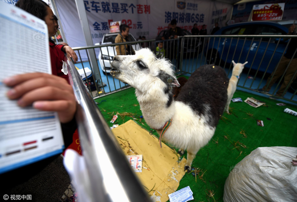 河南车展现羊驼 出场费每日千元