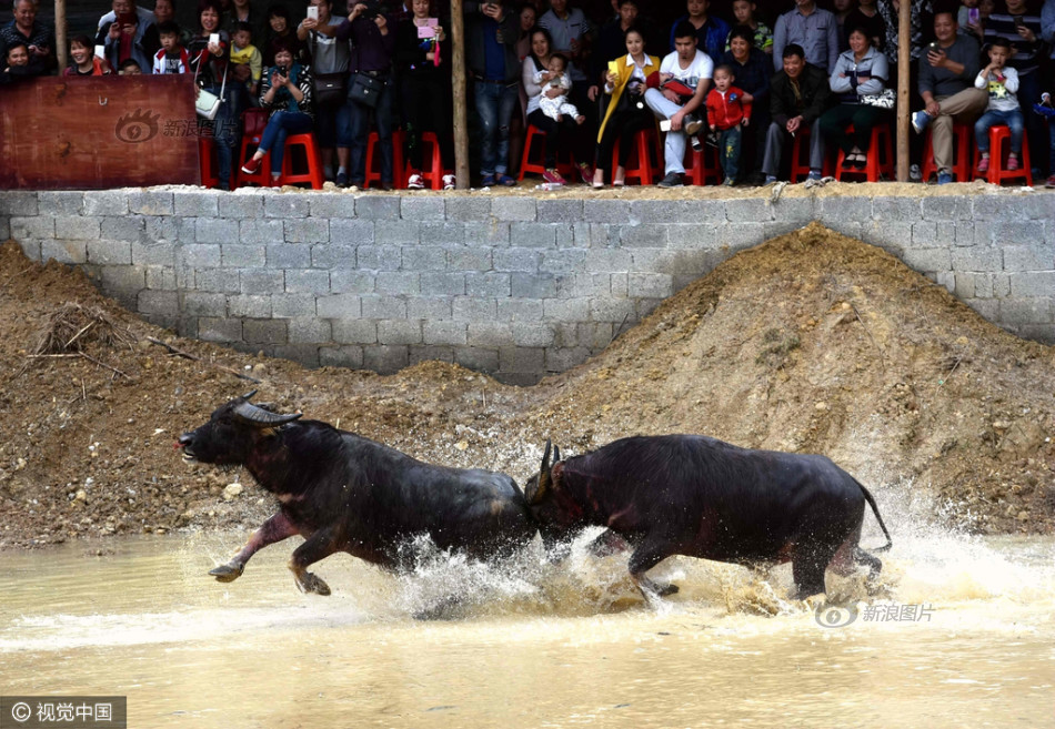 广西河池:16头斗牛参加牛王争霸赛_高清图集_新浪网
