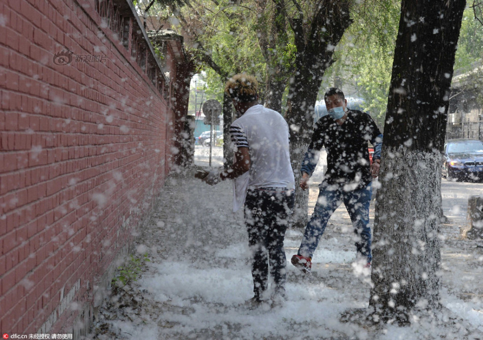 北京杨柳飞絮 马路街头好似下雪
