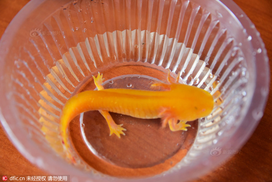 网传"黄金娃娃鱼"现身郑州金水河