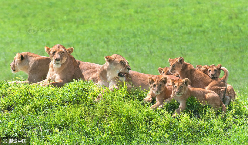 坦桑尼亚:狮子一家11口罕见同框 拍超萌全家福