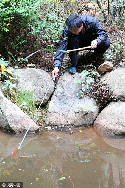 小区池塘内小龙虾泛滥 居民"钓虾"忙