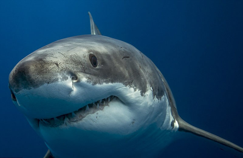 新西兰木匠为宣传环保赴澳拍深海动物