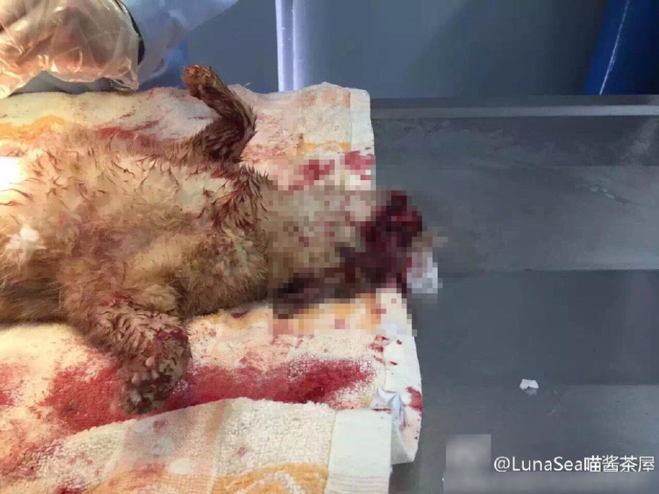 怀孕猫妈妈被车撞死 好心人剖腹救活猫仔