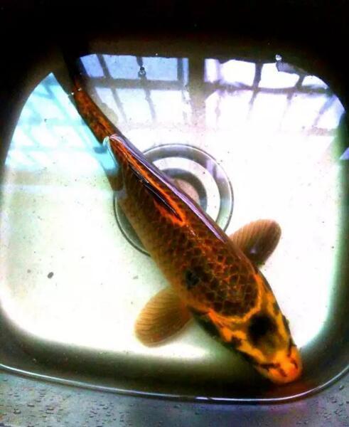 邵阳现"人面鲤鱼" 估价超40万