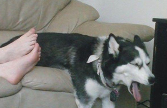 闻主人臭脚狗狗转头作呕累积接近超过200万人观看