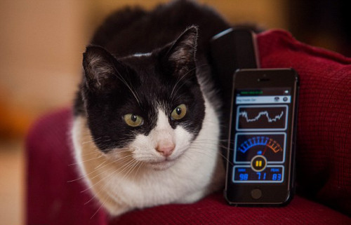 英国猫被认证世界叫声最大家猫 声音像摩托发动