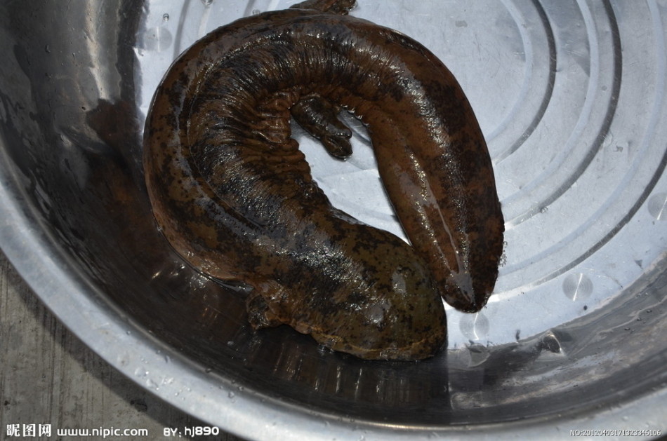 小娃娃鱼吃什么图片