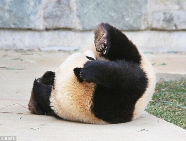 一只自娱自乐的熊猫