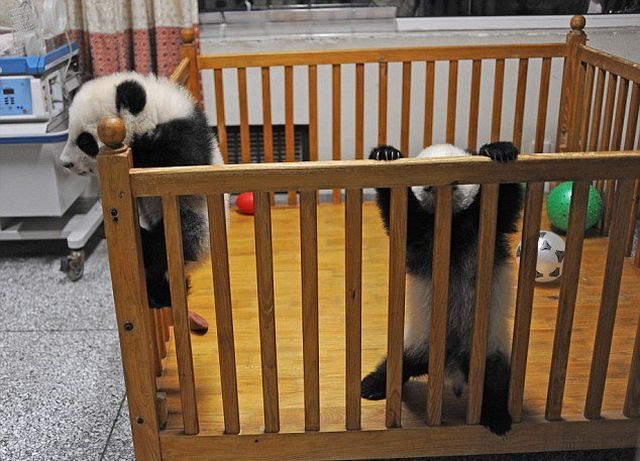 越狱未遂的可爱熊猫