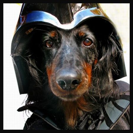 《星球大战》狗