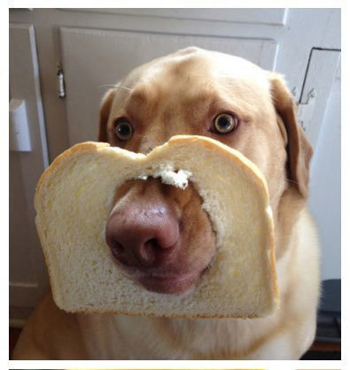 我有姿势我自豪每日囧吐槽:狗与面包的蠢萌物语