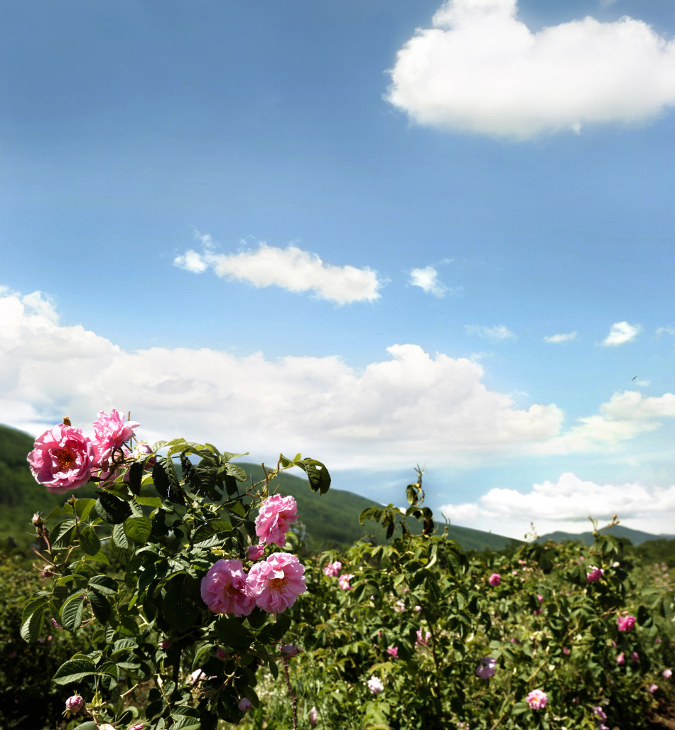 探秘保加利亚玫瑰谷