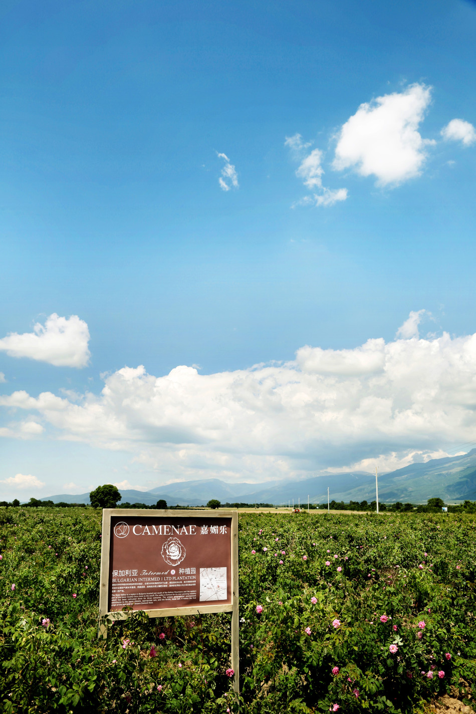 探秘保加利亚玫瑰谷