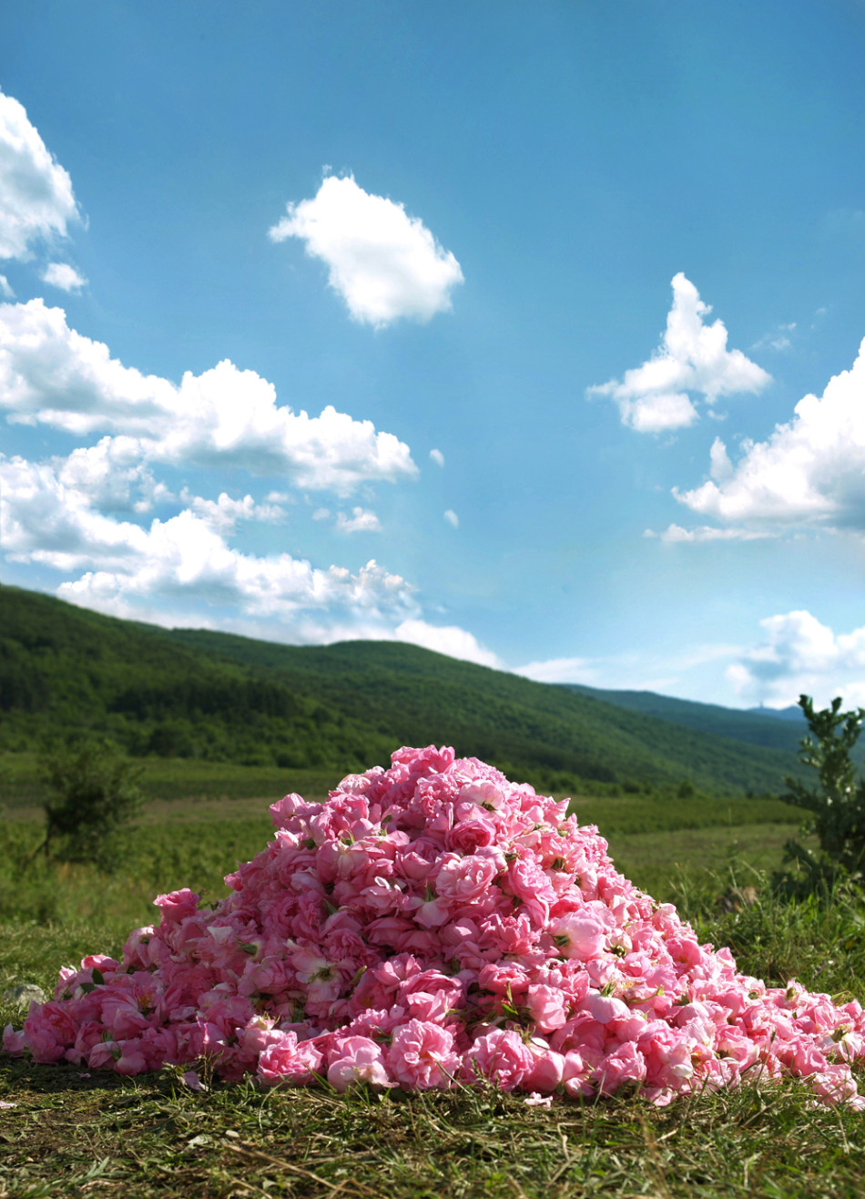 探秘保加利亚玫瑰谷