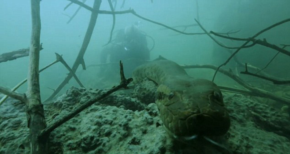 英国主持人亚马逊河中遭遇6米长恐怖巨蟒