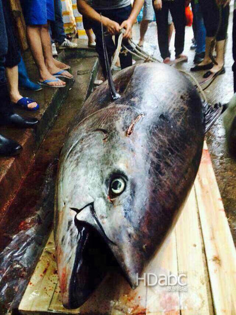 渔民惠州捕到疑似巨大蓝鳍金枪鱼 价值上千万元_高清图集_新浪网