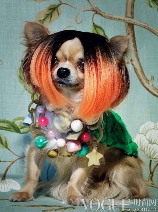 价值千万的奢华萌宠装