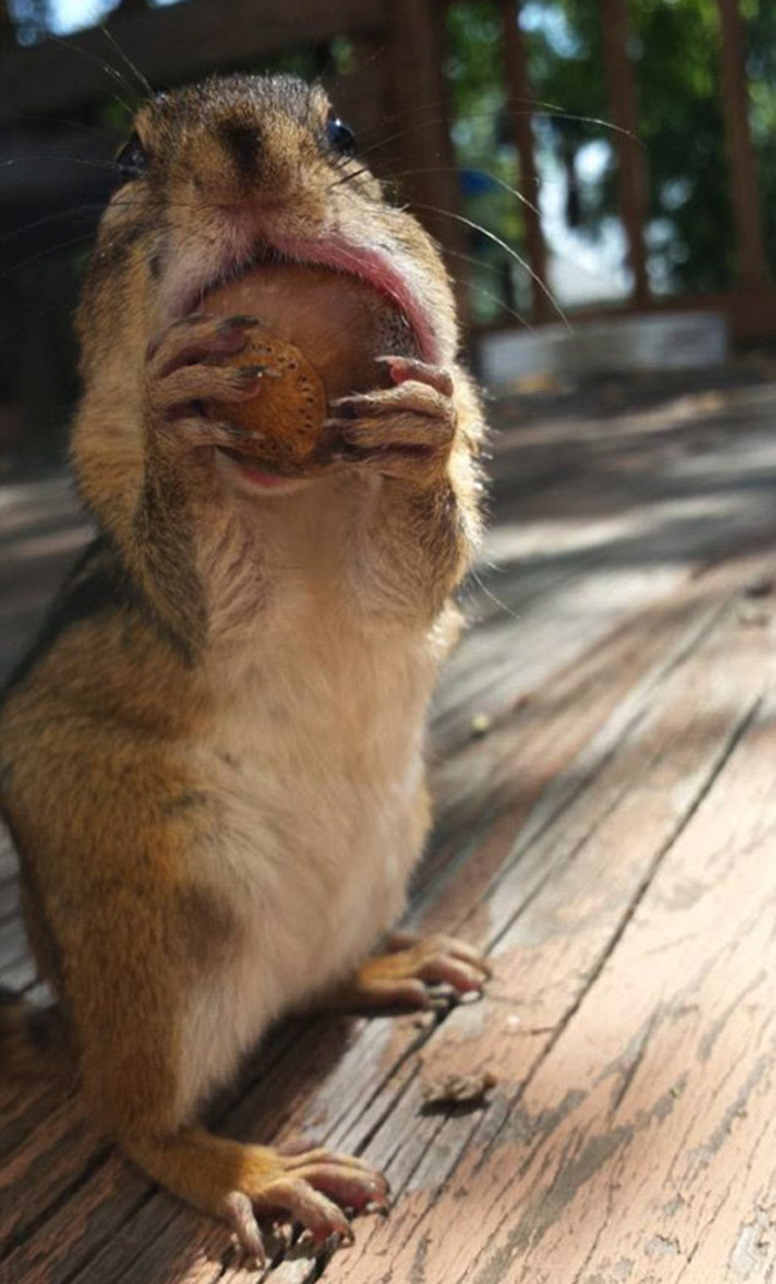 美国摄影师抓拍贪吃金花鼠嘴巴塞满食物萌照