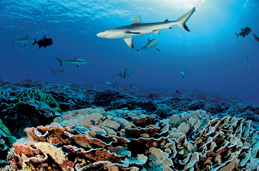 宝珀倾力支持《国家地理》原始海洋考察计划
