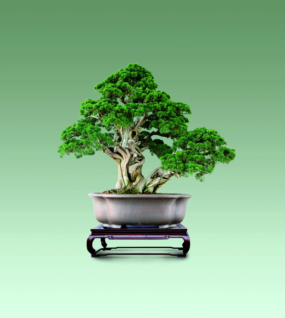 上海驰翰2013中国盆景拍卖会_高清图集_新浪网