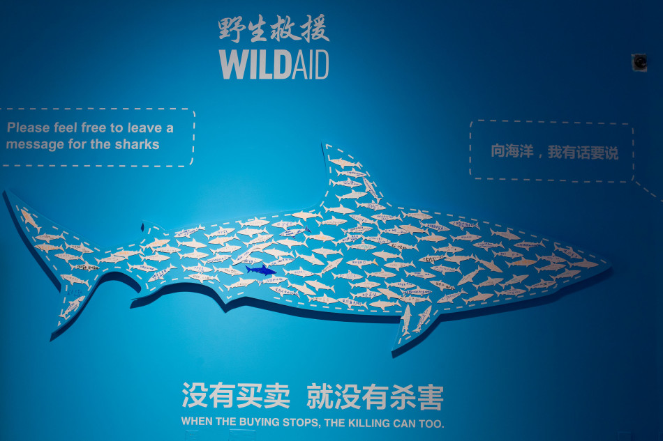 保护鲨鱼艺术巡回展
