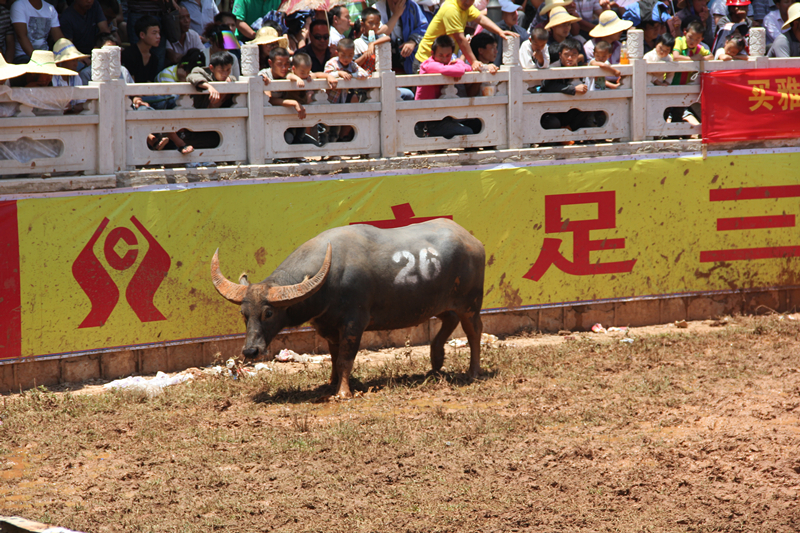 2013石林火把节云贵牛王争霸赛