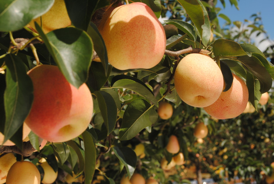 安宁红梨_高清图集_新浪网