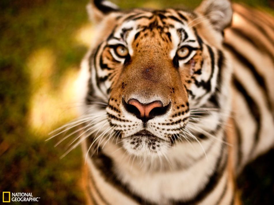 作者非常喜欢这张照片,因为它让你感觉好像这只老虎触手可及,它的鼻子