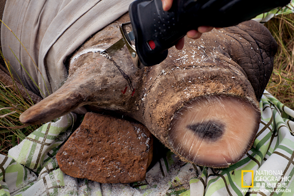 犀角黑市价格贵比黄金