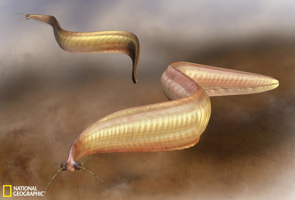 动物界诞生初期奇异生物:过滤水中颗粒为生_高清图集_新浪网