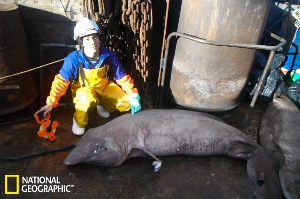 南印度洋深海罕见鲨鱼新种盾尾鲨体长仅03米