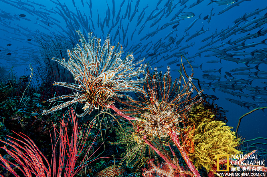 探访太平洋珊瑚王国:神秘如外太空的奇幻乐园
