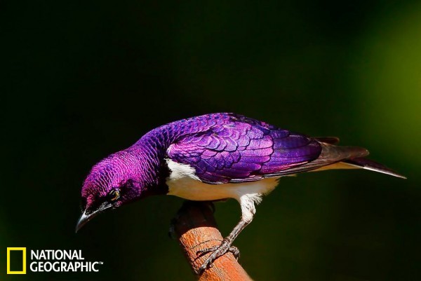 紫色长尾鸟图片