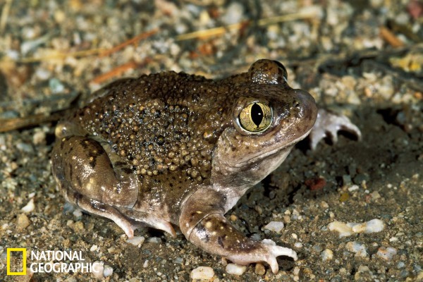 新墨西哥州掘足蟾(学名:spea multiplicata,为北美锄足蟾科旱掘蟾属