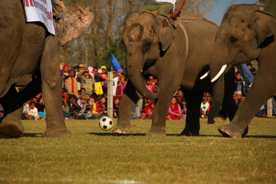 比赛中大象盘带足球前进